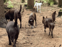 Peeps into the Past: Who let the dogs out? 