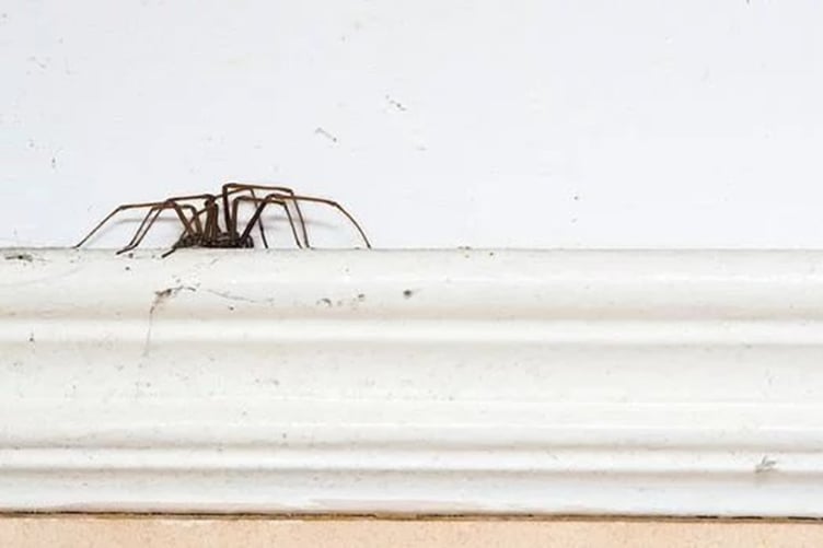 A house spider