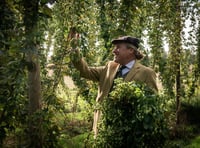 Surrey's Hogs Back Brewery completes hop harvest in record time
