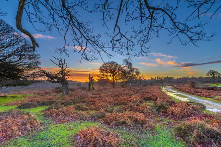 File photo of the New Forest. // Plans to introduce parking charges across the New Forest have been approved. Forestry England said the fees are intended to help in the face of "rising costs and visitor numbers" Under the scheme, local people and regular visitors will be able to buy an annual membership costing less than £2 a week to park as often as they like. For those without the membership, prices will start at £1.50 for one hour, £3 for two hours, £5 for four hours and £8 for over four hours.