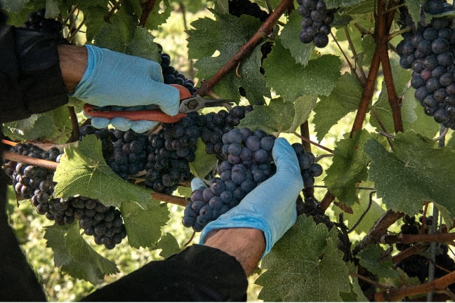 Grapes at Penn Croft vineyards.