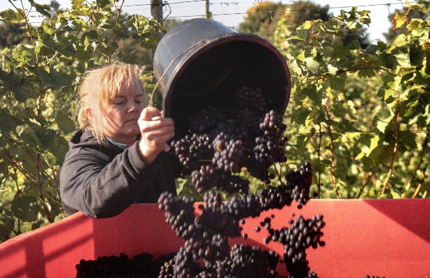 Hard at work at Penn Croft vineyards near Crondall.