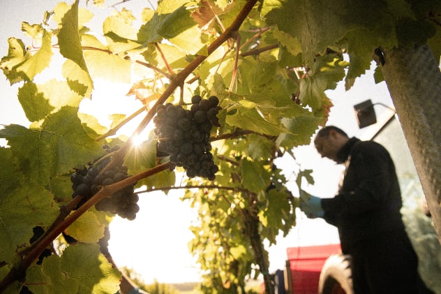 The hot summer has led to a bumper harvest at Penn Croft winery.