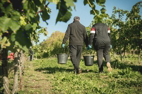 Work in the vineyards of Penn Croft near Crondall.