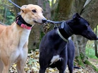 Greyhound charity to close Rake branch in 50th year