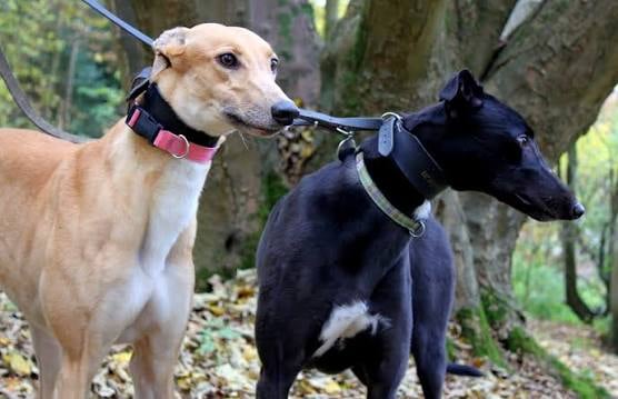 Greyhound Trust Rake Closing