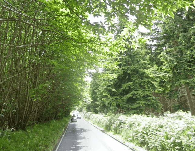 Haslemere cyclist dies after suspected hit-and-run