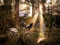 Surrey's art gem: The Sculpture Park