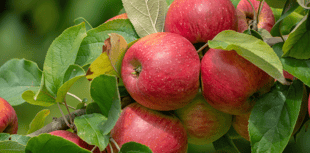 Chance for Altonians to buy a fruit tree for the garden 