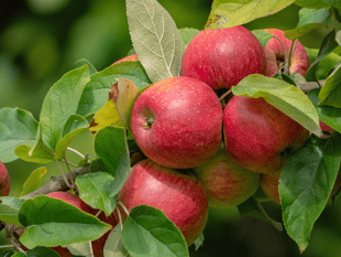 Chance for Altonians to buy a fruit tree for the garden 