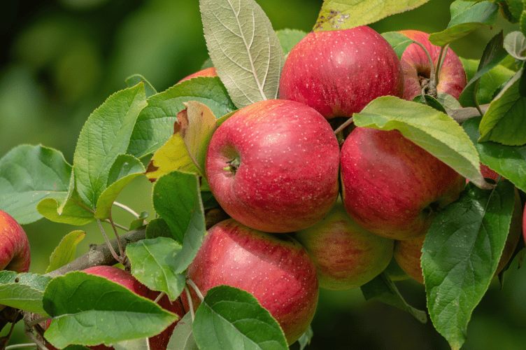 Plain apple tree, November 2025.