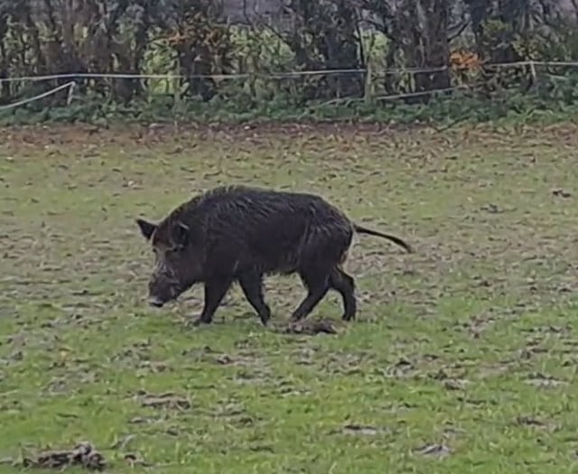 Boar spotted near East Meon as sightings continue in Petersfield area