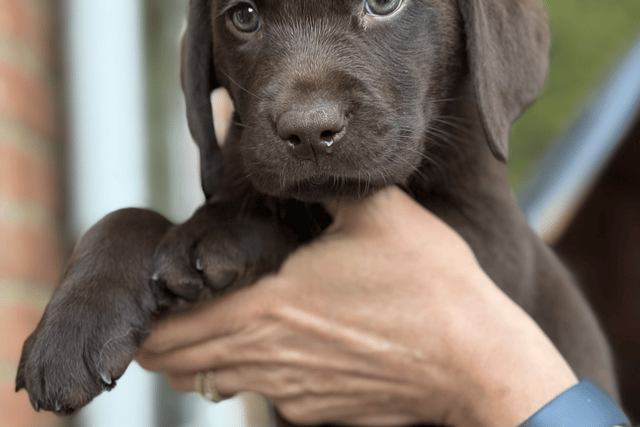 Charity wants volunteers to raise puppies training as assistance dogs