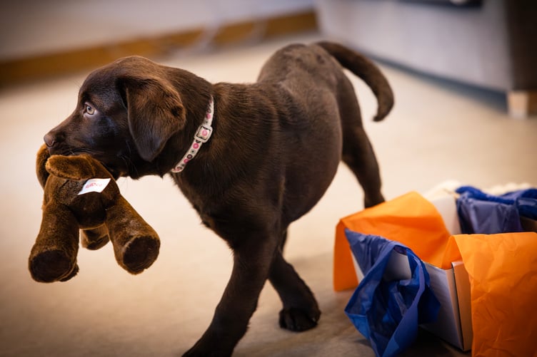 One of the puppies to be trained by Dogs for Autism.