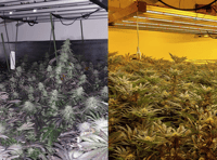 Police discover large-scale cannabis factory found at house