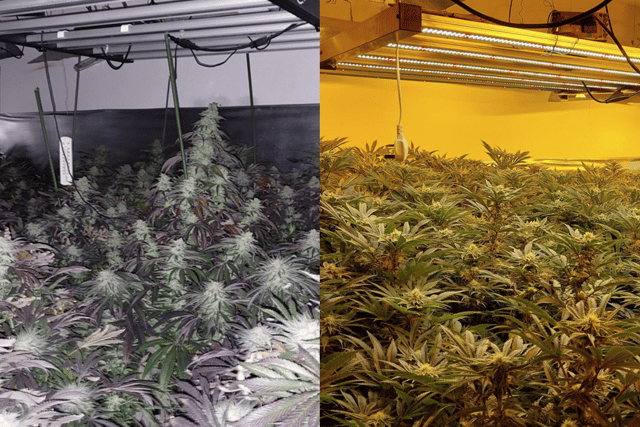 Police discover large-scale cannabis factory found at house
