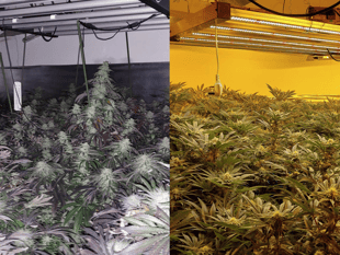 Police discover large-scale cannabis factory found at house