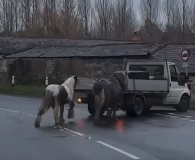 Upset as video of ponies behind pickup circulates in Kingsley