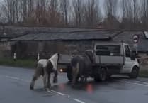 Upset as video of ponies behind pickup circulates in Kingsley