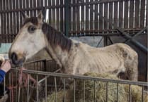 Suspended sentence for Hampshire man who caused suffering to six horses