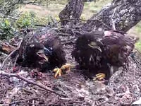 Concern at eagle's disappearance as tracker found near Petersfield