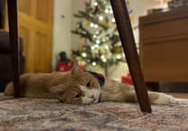 Vet warning as Farnham cat swallows ribbon from Christmas tree