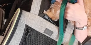 Lead vocalists sought for new dog owners’ choir