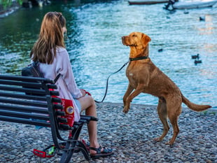 WATCH: How Jarvis the dog alerts woman before she faints