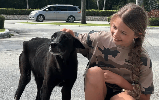 Dom the Dominican dog seeking funds for UK forever home