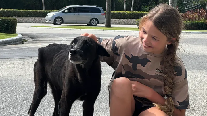 Dominican dog Dom enjoys a head scratch.