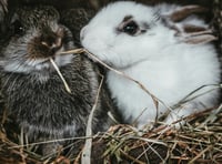 Free museum trips, animal therapy and cookery classes on offer