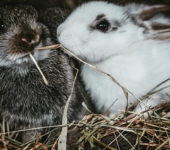 Free museum trips, animal therapy and cookery classes on offer