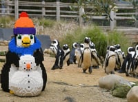 Birdworld unveils brick penguin trail for half term