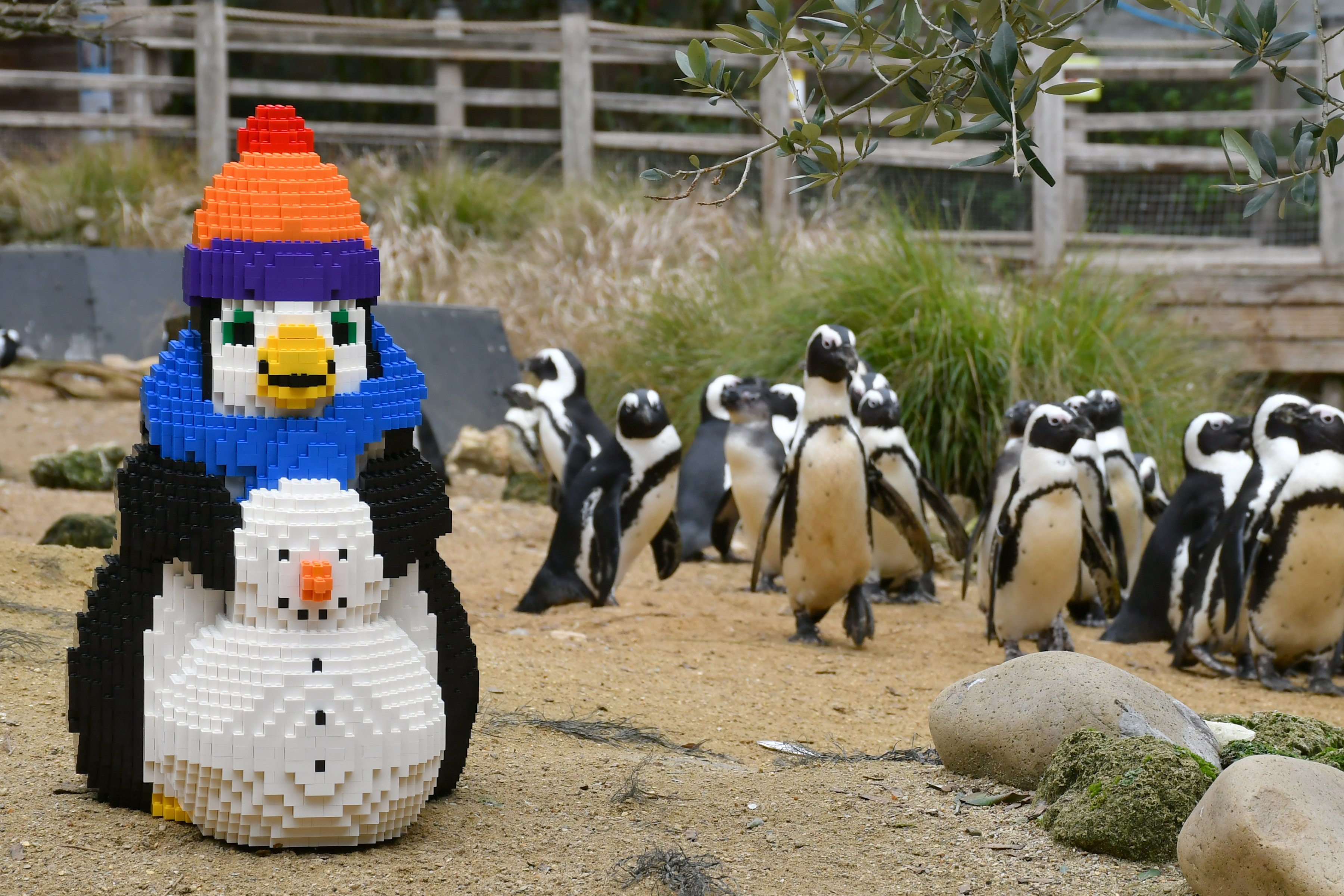 Birdworld Birdworld unveils brick penguin trail for half term | altonherald.com