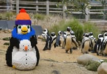 Birdworld unveils brick penguin trail for half term