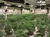 Four arrested as large cannabis farm discovered near Farnham