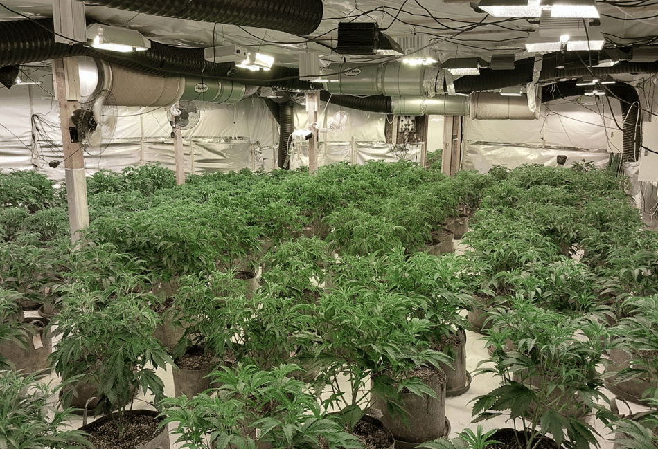 Four arrested as large cannabis farm discovered near Farnham