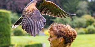 Four Marks falconer drops into Farnham for Maltings talk