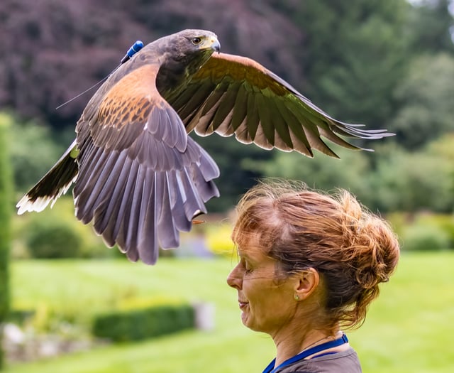 Four Marks falconer drops into Farnham for Maltings talk