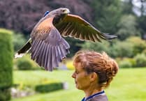 Falconer of Four Marks makes flying visit to Farnham Maltings for avian talk