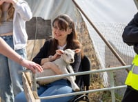 We've got news for ewe as Meon Valley farm holds lambing event