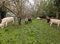 Udder chaos in Crondall Gardens after cows escape