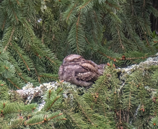 Afraid of no goats: Nightjar numbers on the rise