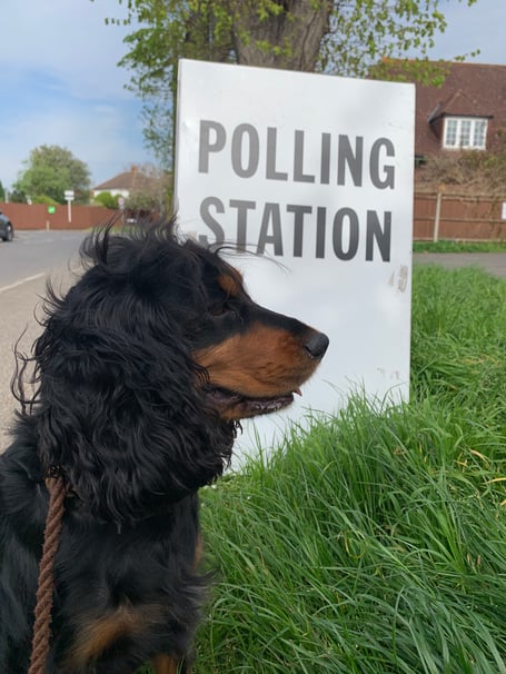 A dog at a Surrey polling station.