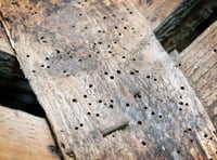 Peeps into the Past: Village roots of £5 billion pest control firm