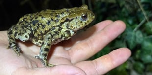 Another record-breaking year for Farnham toad patrol volunteers