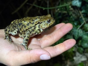 Another record-breaking year for Farnham toad patrol volunteers