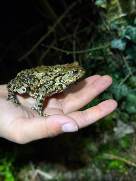 Toad from Wrecclesham Toad Watch 2026