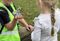 The bees are back in town: Bee safari returns to Farnham