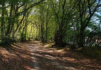 Masked man attempted to rob boy of watch in Bordon woodland